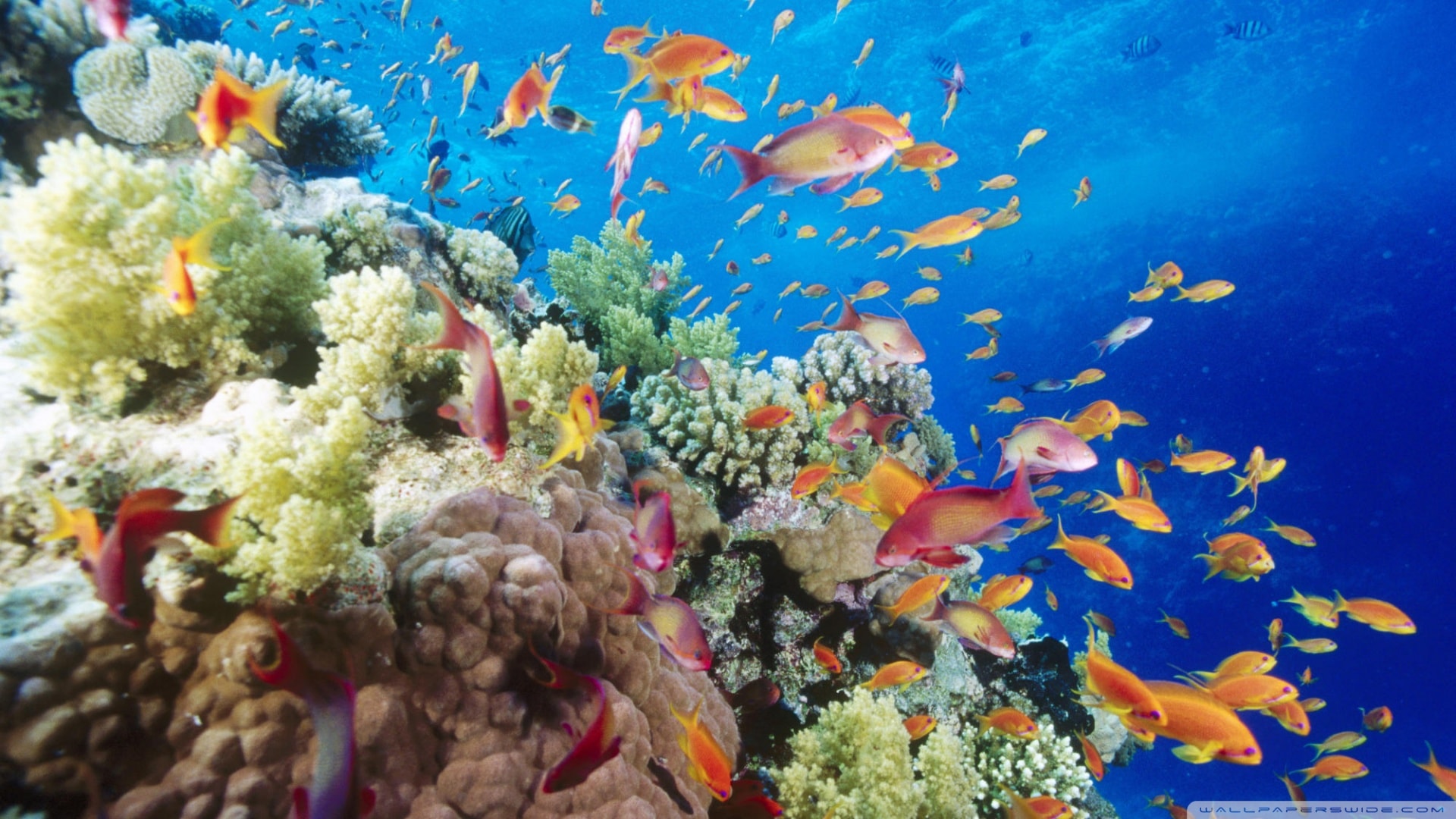 Sharm_limonturov